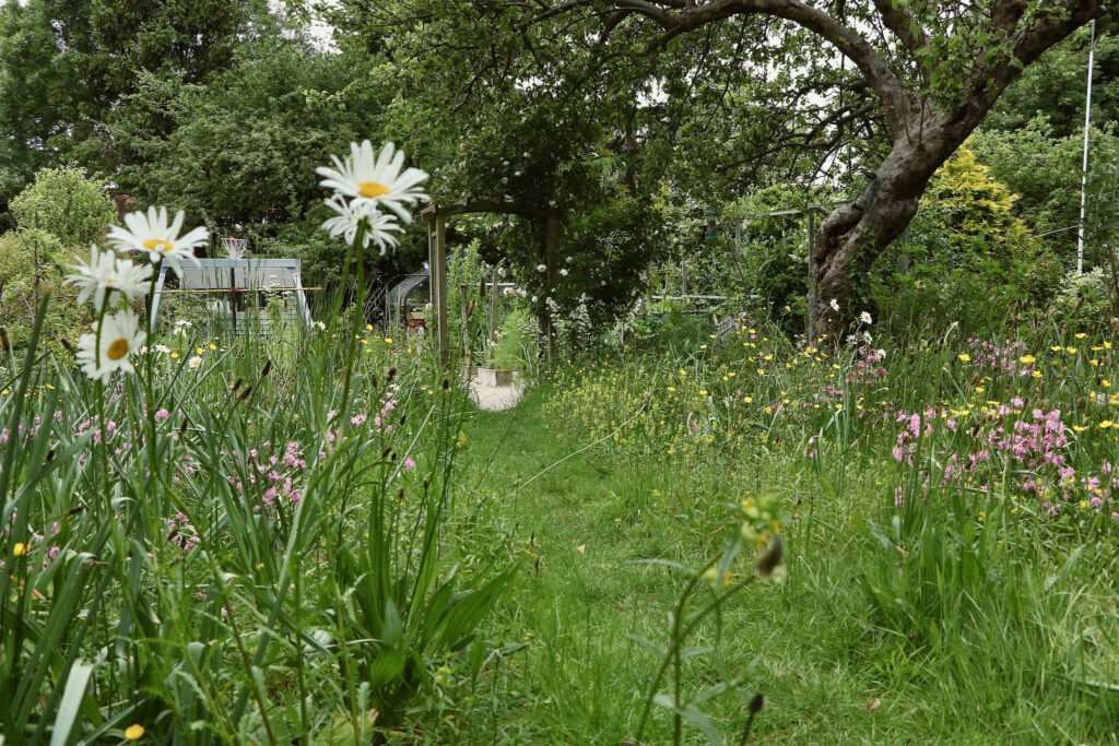 Meadow lawn area in garden design Beckenham