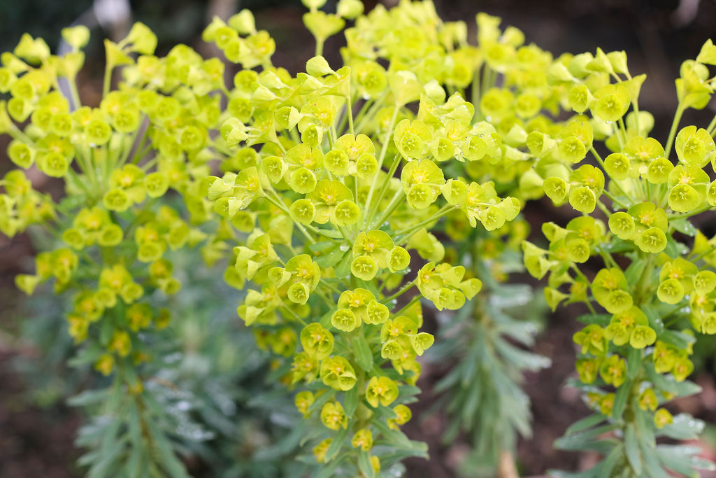 Flowering euphorbia