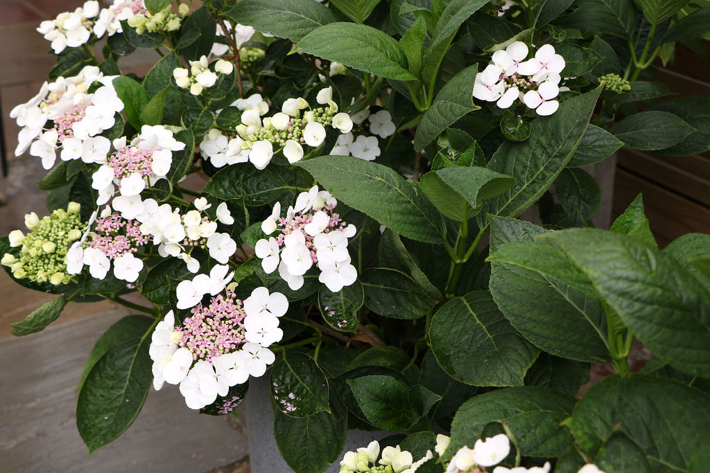 Lacecap hydrangea Beckenham Garden Designer Gardens By Anna Butterfield