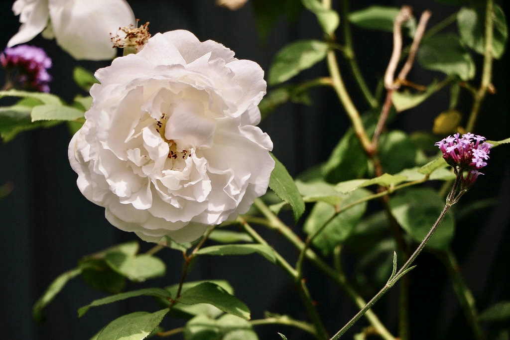 Rose - Garden Designer Beckenham Gardens By Anna Butterfield