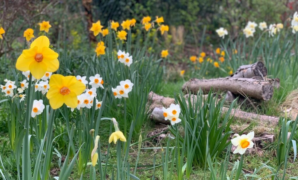 Narcissus geranium in a mini meadow