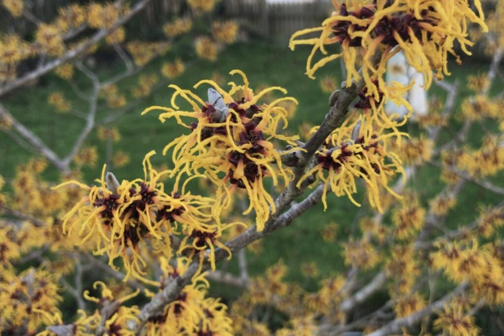 Hamemelis in flower