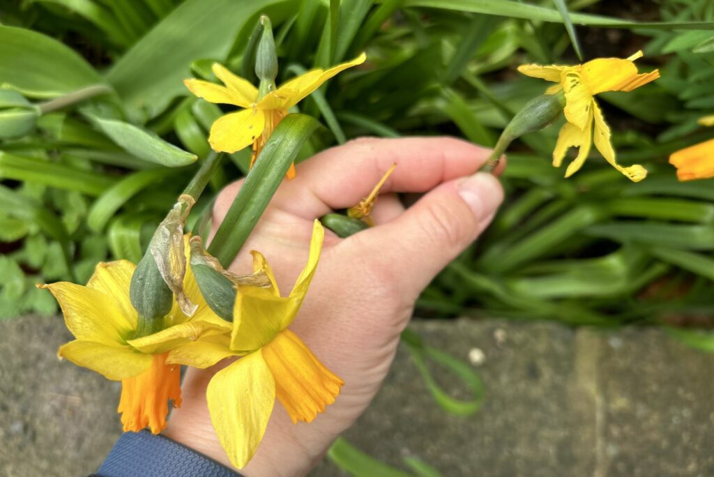 Dead head daffodils in garden maintenance client in Beckenham
