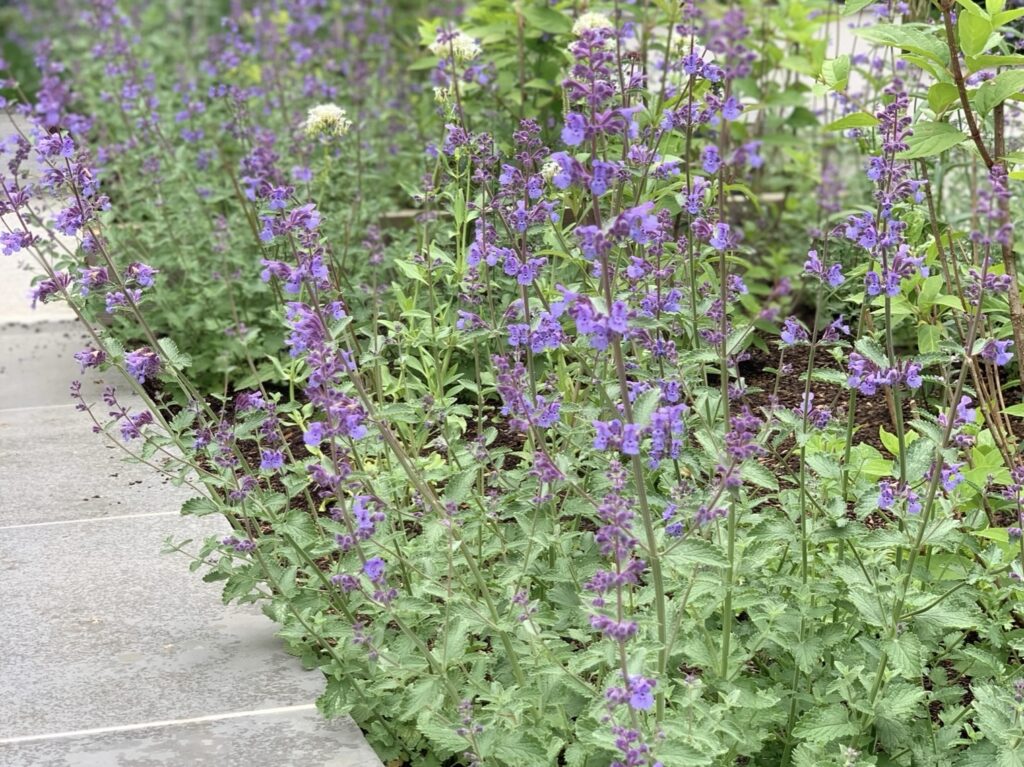 Nepeta lines a pathway