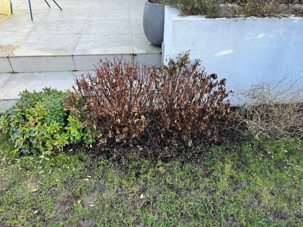 Garden care in Beckenham showing frost damaged hebes.