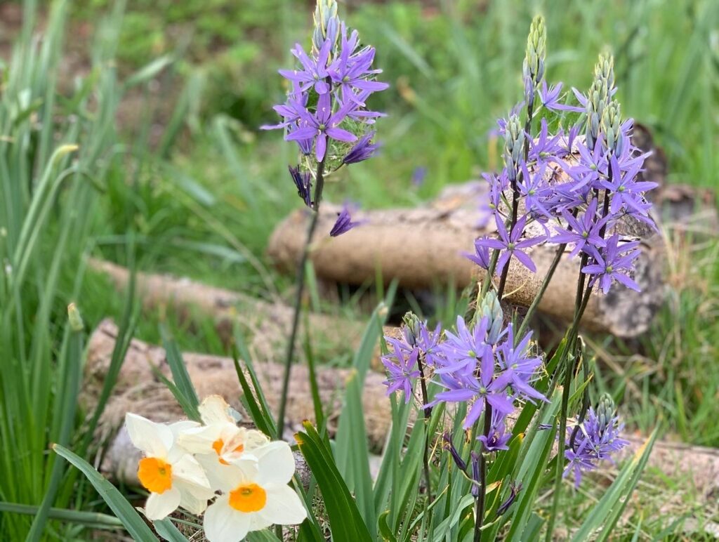 Camassia in garden design beckenham