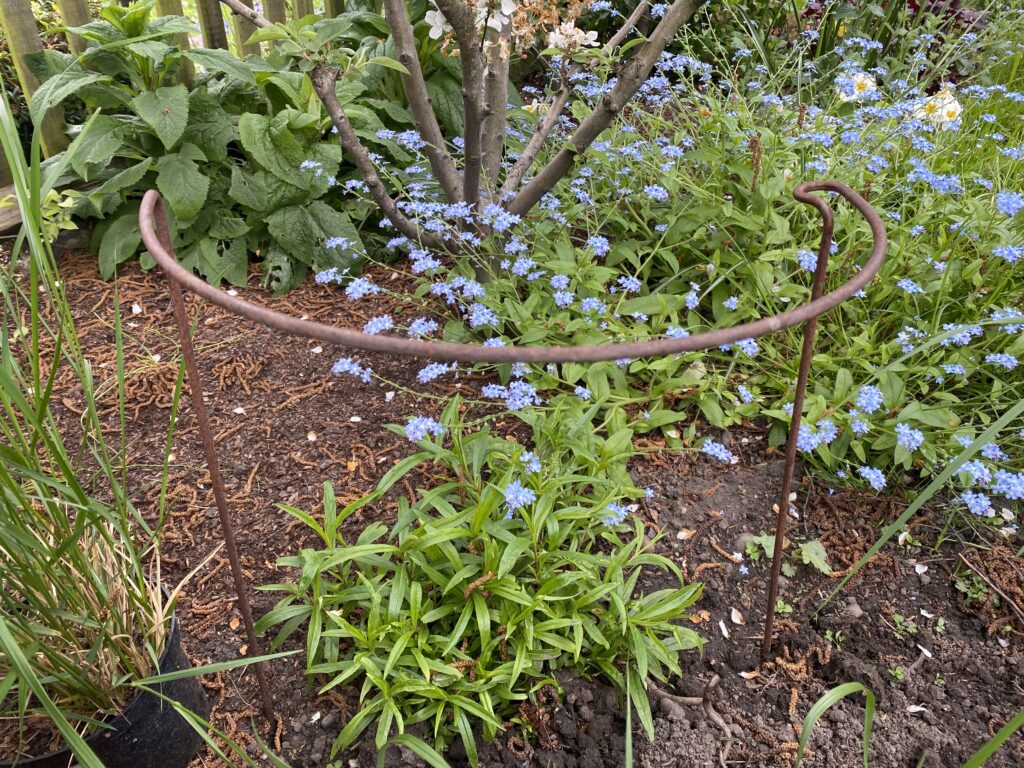 Half moon hoop ready to support penstemon when it gets bigger