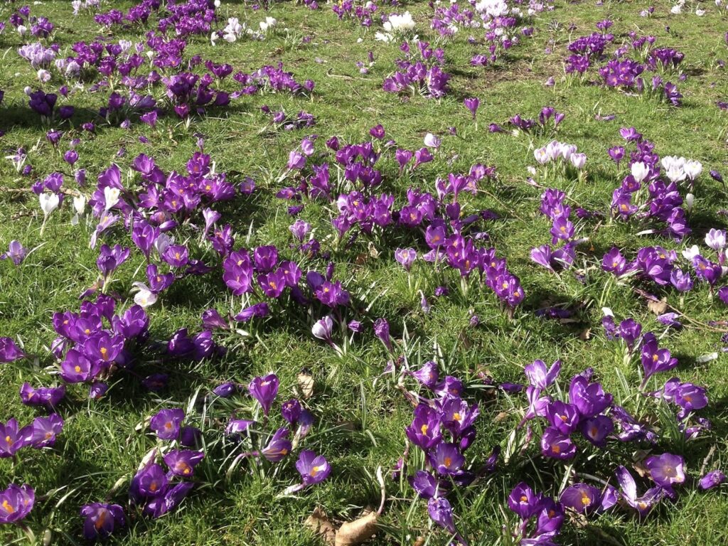 Crocus growing in a lawn where they can naturalise