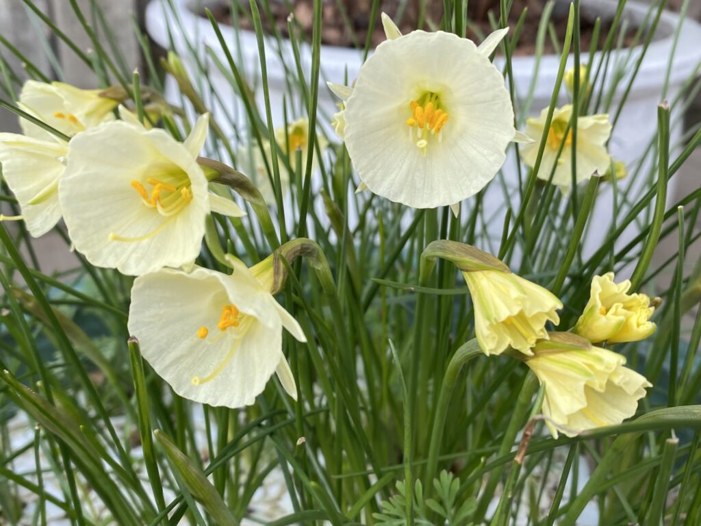 Narcissus bulbucodium flowering in a pot