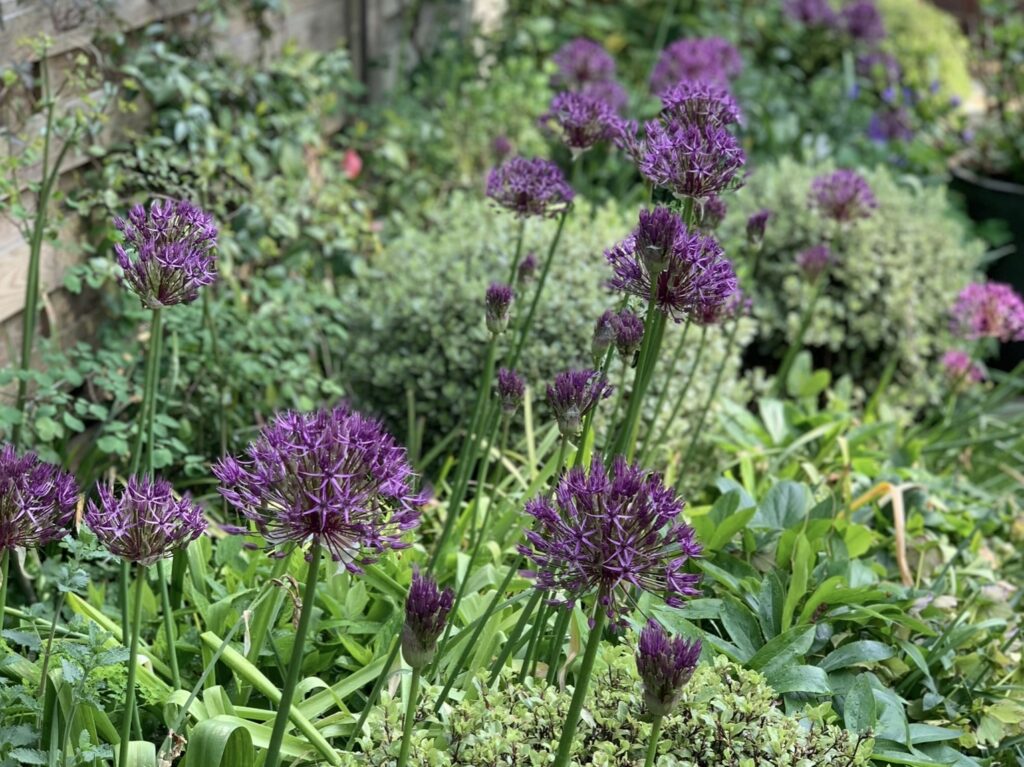 Allium drifting through a border in Beckenham garden design