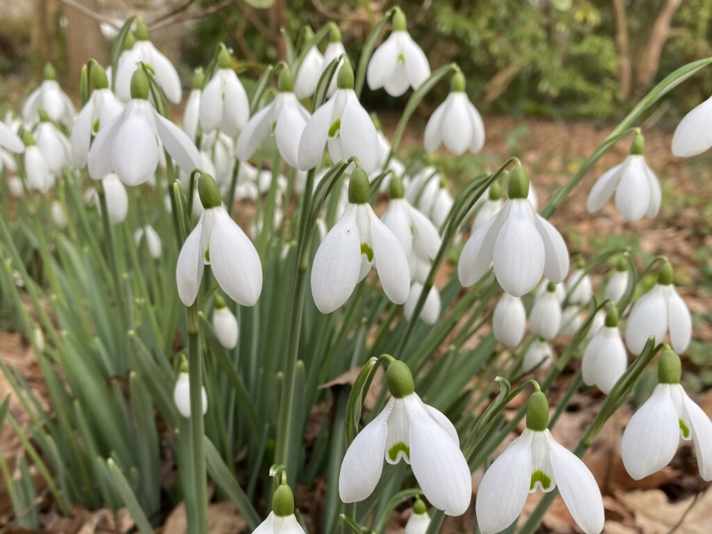 Snowdrops (galanthus) in flower on the edge of a woodland garden